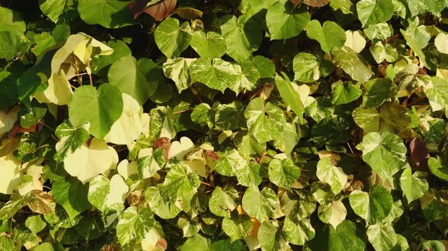 Hibiscus tiliaceus 'Tricolor', sea hibiscus or coast cottonwood. flowering tree in the mallow family, Malvaceae. Wailea Beach Paths, South Maui, Hawaii. Andaz Maui at Wailea Resort