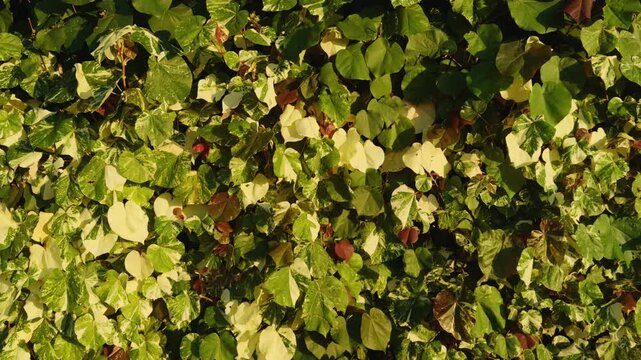 Hibiscus tiliaceus 'Tricolor', sea hibiscus or coast cottonwood. flowering tree in the mallow family, Malvaceae. Wailea Beach Paths, South Maui, Hawaii. Andaz Maui at Wailea Resort