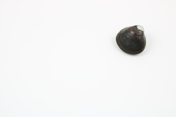 シンプルで清潔感のあるシジミ一粒の孤立写真