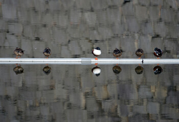 街角の風景　カモの休息　スケッチ写真