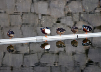 街角の風景　カモの休息　スケッチ写真