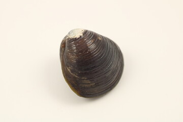 白い背景に映える新鮮なシジミ一粒の画像