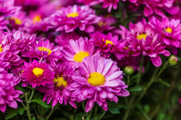 Obraz premium Close-up of Vibrant Pink Chrysanthemums in Full Bloom – Autumn Garden Floral Display