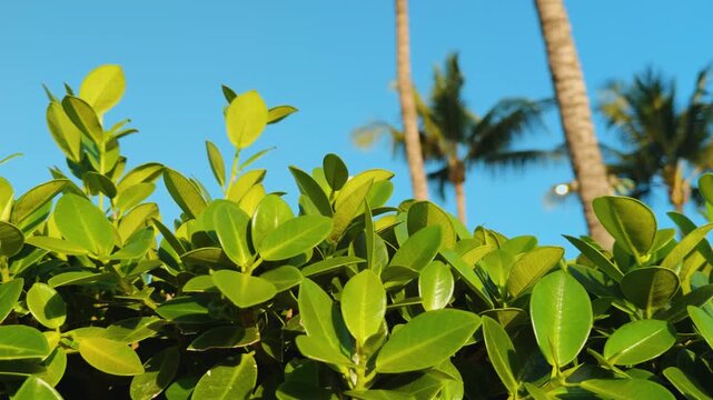 Ficus microcarpus var. crassifolia, "Wax Ficus". Chinese banyan, Hill's weeping fig, small-fruited fig. Wailea Beach Paths, South Maui, Hawaii. Andaz Maui at Wailea Resort