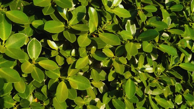 Ficus microcarpus var. crassifolia, "Wax Ficus". Chinese banyan, Hill's weeping fig, small-fruited fig. Wailea Beach Paths, South Maui, Hawaii. Andaz Maui at Wailea Resort