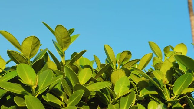 Ficus microcarpus var. crassifolia, "Wax Ficus". Chinese banyan, Hill's weeping fig, small-fruited fig. Wailea Beach Paths, South Maui, Hawaii. Andaz Maui at Wailea Resort