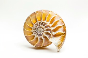 Obraz premium Shell invertebrate accessories accessory.