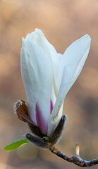 Vertical macro of white magnolia bud with pink base on tree branch, soft bokeh background and copy space, spring blossom symbolizing purity, renewal, and serenity.