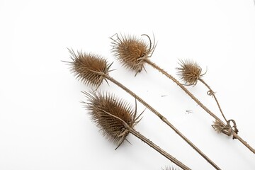 Close up of dry burdock thistle heads isolated on white background. Wild spiny plant texture suitable for nature, botany and ecological concepts.