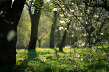Sunlit spring orchard with blooming trees and green grass