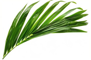 Fototapeta premium CoConut Leaf plant leaf photography.