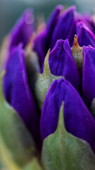 Purple rhododendron flower buds macro with soft bokeh background