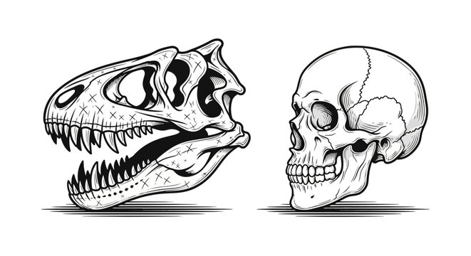 Detailed black and white illustration of a dinosaur skull and a human skull side by side, showcasing anatomical differences.