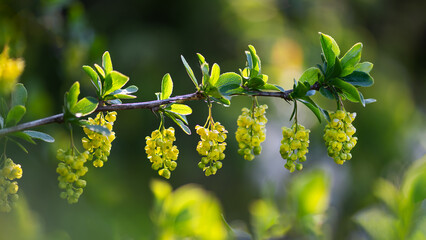 Yellow barberry blossoms on branch with green leaves and bokeh