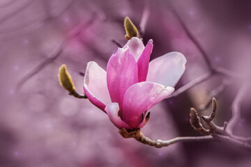 Fototapeta premium Magnolia liliiflora flowers blossom, bokeh background. 