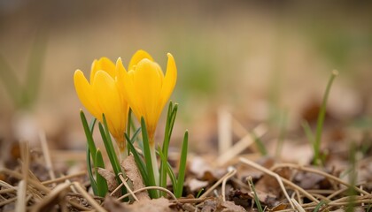 Obraz premium Yellow crocus flowers blooming in springtime garden 