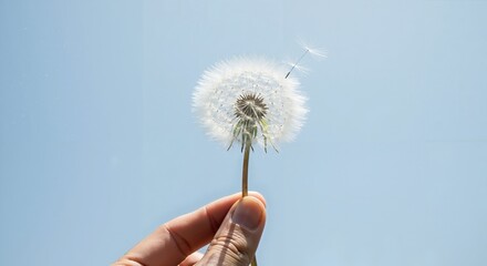 Fototapeta premium Hand holding dandelion against clear blue sky in sunlight 