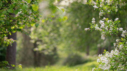 White spring blossoms framing green forest path with soft bokeh