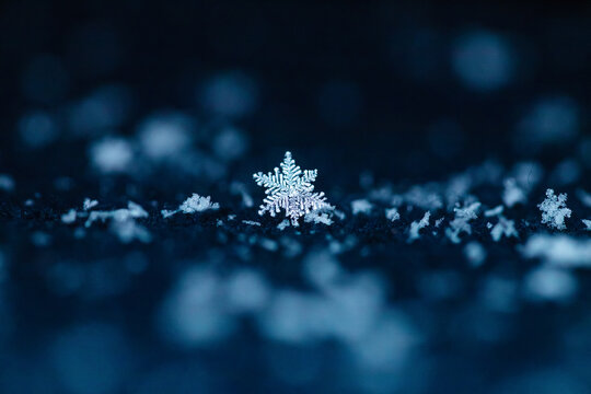 Snowflakes and Frost Transform a Quiet Landscape Into a Magical Winter Wonderland Under a Starlit Sky