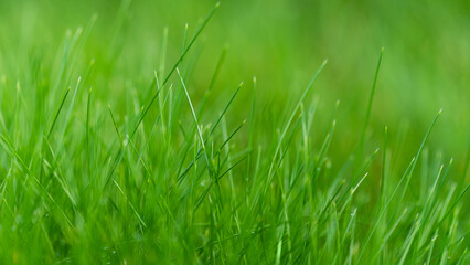 Fresh green grass blades with soft focus background