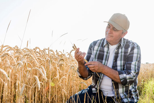 Senior farmer in a field examining ears