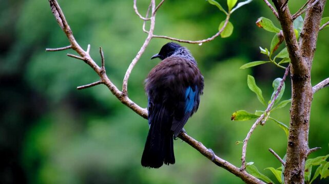 New Zealand tūī bird with fluffed up feathers cleaning and drying itself after rain in Wellington, New Zealand Aotearoa