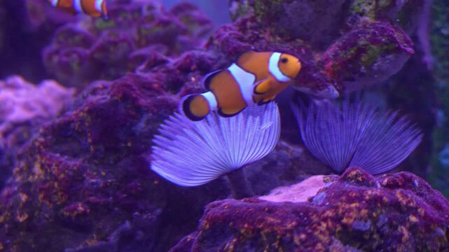 Ocellaris clownfishs (Amphiprion ocellaris) swim in a vibrant marine aquarium among feather duster worms.