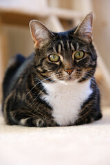 Obraz premium Portrait of a tabby cat with white chest sitting on carpet looking at camera
