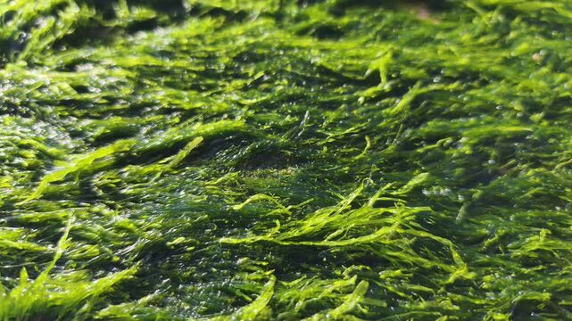 Vibrant Aquatic Plants cover coastal rocks while shimmering under bright summer sun. Lush green texture highlights natural beauty of Aquatic Plants in marine ecosystem.
