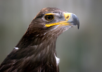Fototapeta premium Steppe Eagle Portrait In Progress