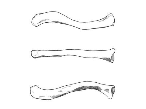 鎖骨　Clavicle