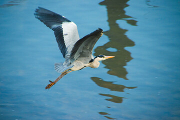 날고 있는 왜가리 (fly heron)
