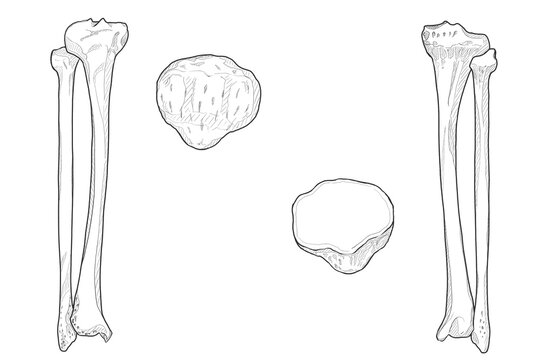 脛骨・腓骨・膝蓋骨　Tibia・Fibula・Patella