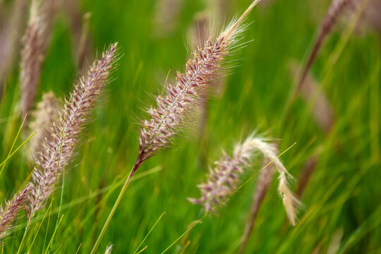 Cenchrus setaceus, commonly known as crimson fountaingrass, is a perennial and grows primarily in the seasonally dry tropical biome.