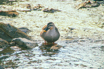 하천위를 걷는 청둥오리 (mallard)