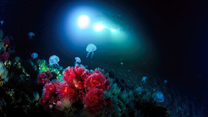 Obraz premium Underwater jellyfish floating against glowing light in deep ocean reef environment for marine exploration and educational content