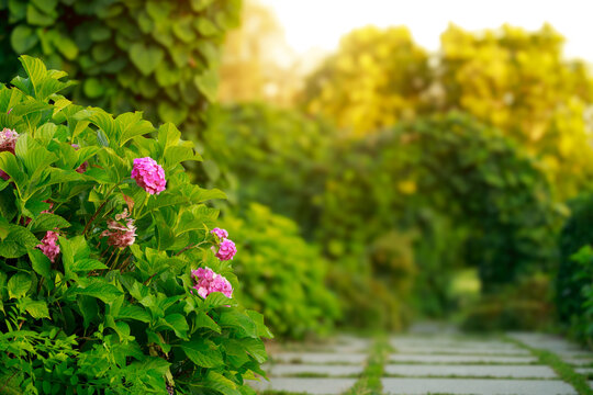flower blossom spring April month time floral garden plants foreground and blurred natural background sun light glare warm temperature