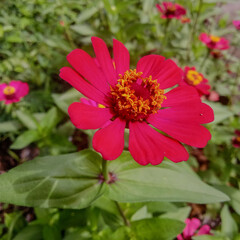 pink flower in the gardenZinnia elegans, popularly known as the Common Zinnia, is one of the most popular, colorful, and easy-to-grow annuals, ideal for summer gardens. Native to Mexico, these fast-gr