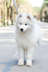 Samoyed white dog on a leash on park road Mezaparks, Latvia