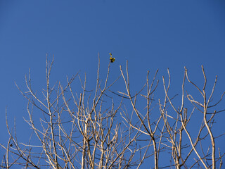 Fototapeta premium Last Remaining Leaf on a Branch of a Tree in Autumn