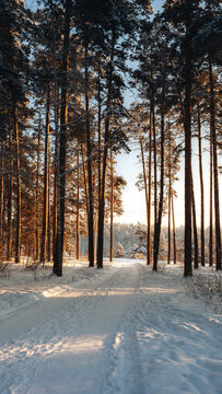 Snow-covered lane cuts through a stand of tall pines, sunlit clearing in the distance. That warm glow contrasts beautifully with the cool blue shadows pooled on the packed snow, giving cinematic color