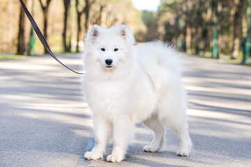 Samoyed white dog on a leash on park road Mezaparks, Latvia