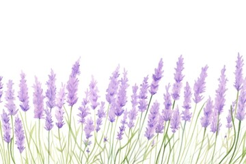 Obraz premium Lavender backgrounds blossom flower.