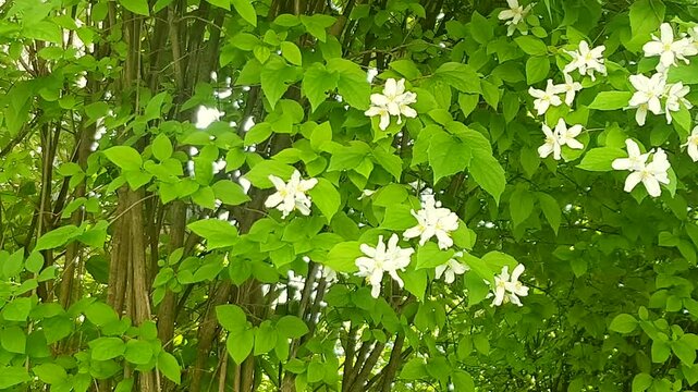 Blooming mock orange white flowers top view gentle wind green canopy