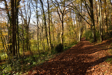 Obraz premium Forest Path with Trees in the Countryside near Honfleur, Normandy, France