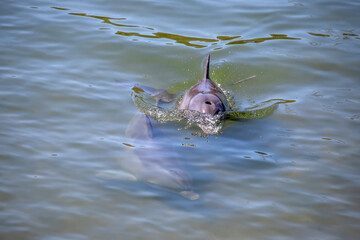 Two dolphins swimming together in calm green coastal shallow water © Elena Pochesneva