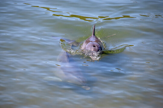 Two dolphins swimming together in calm green coastal shallow water