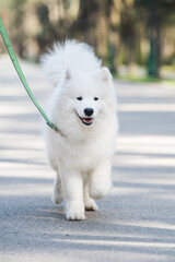 Samoyed white dog on a leash on park road Mezaparks, Latvia
