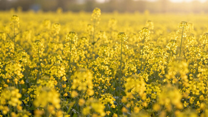 Obraz premium Vibrant Yellow Rapeseed Field In Full Bloom During Sunny Daylight, Showcasing Natural Beauty