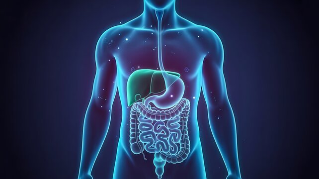 Human digestive system anatomy illustration showing stomach and intestines